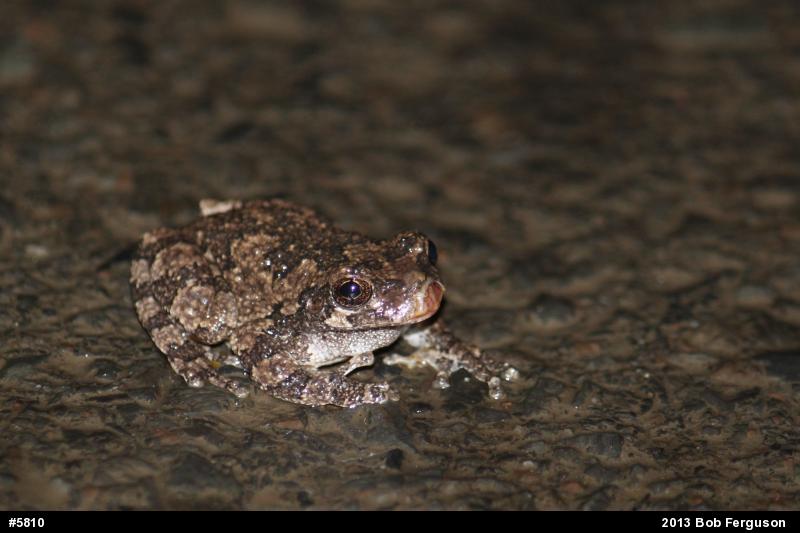 Gray Treefrog