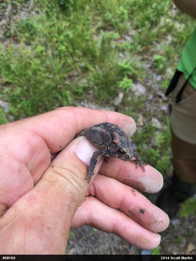 Eastern American Toad