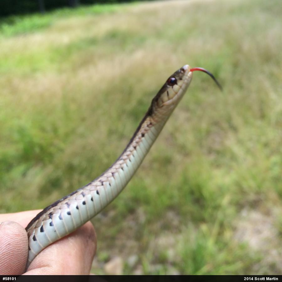 Eastern Gartersnake