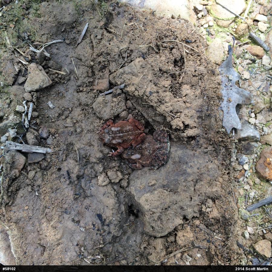 Eastern American Toad