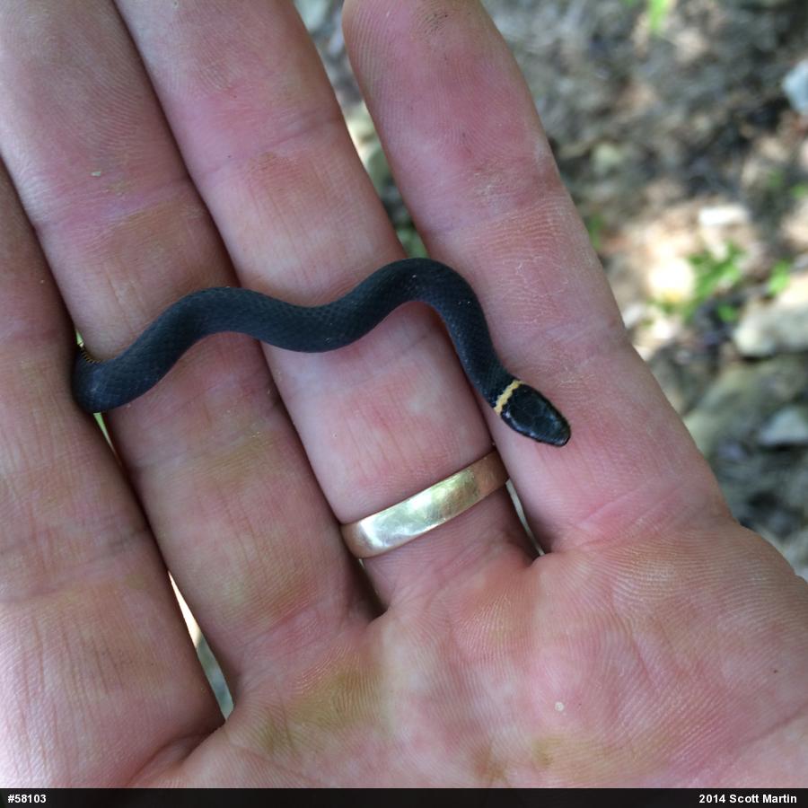 Northern Ring-necked Snake