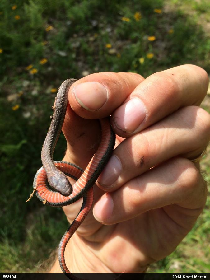 Red-bellied Snake