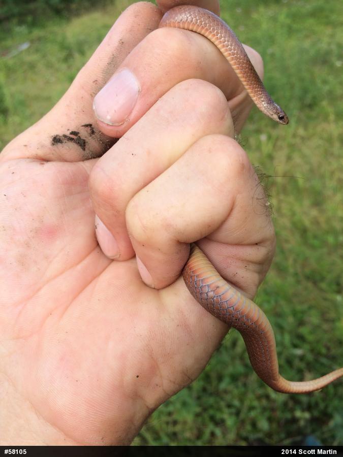 Mountain Earthsnake