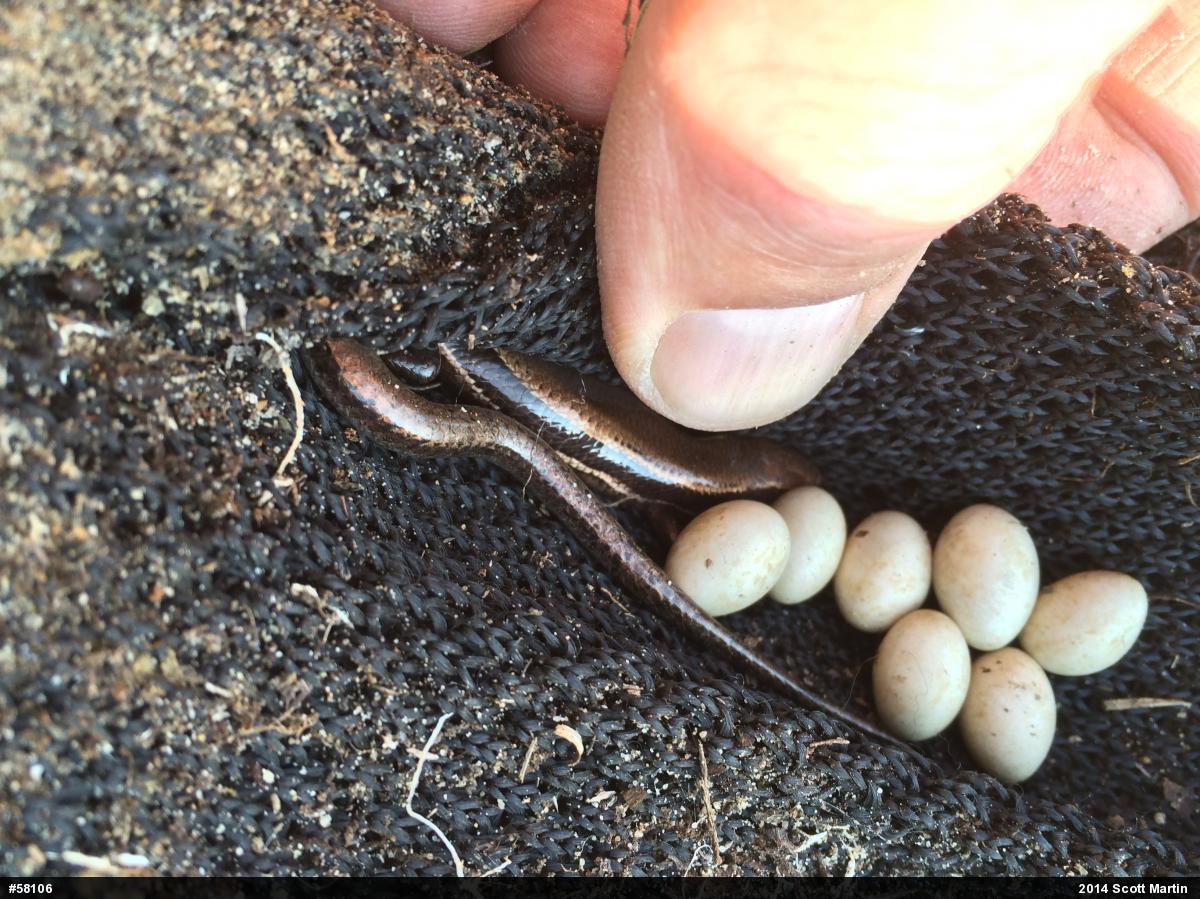 Northern Coal Skink