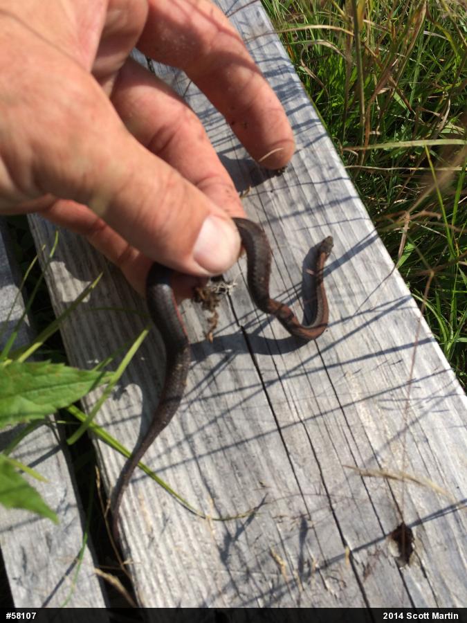 Red-bellied Snake