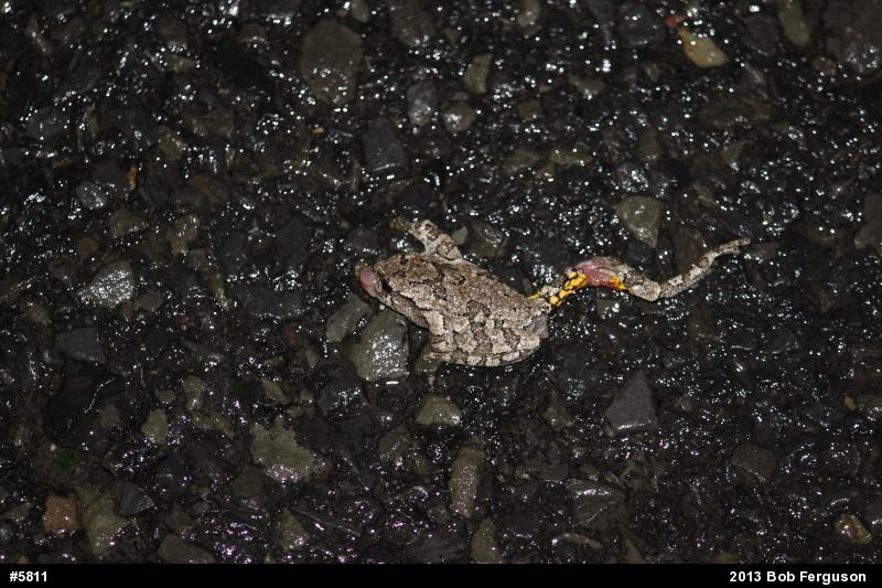 Gray Treefrog