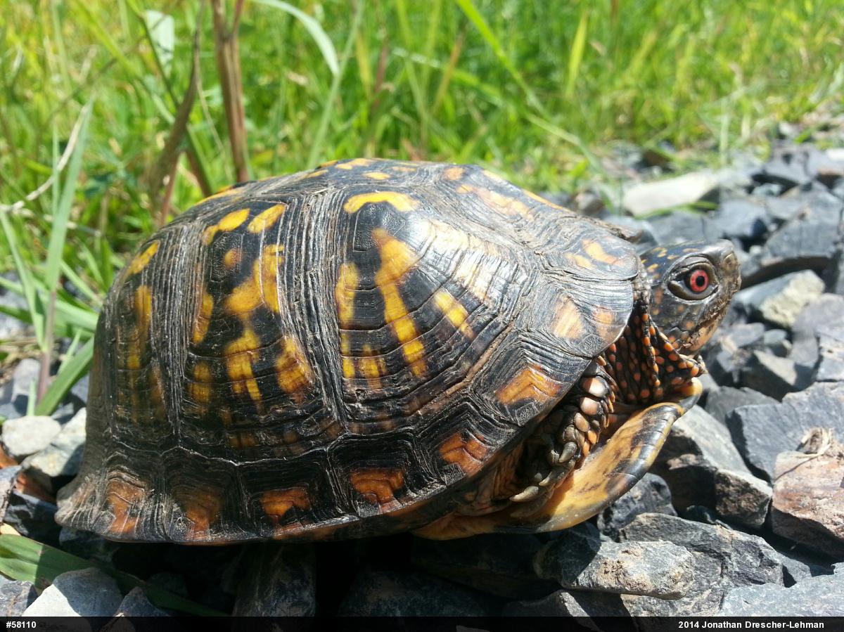 Eastern Box Turtle