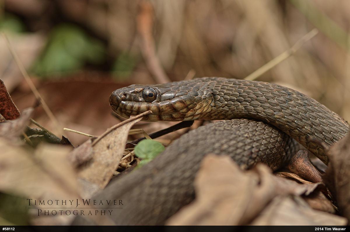 Northern Watersnake