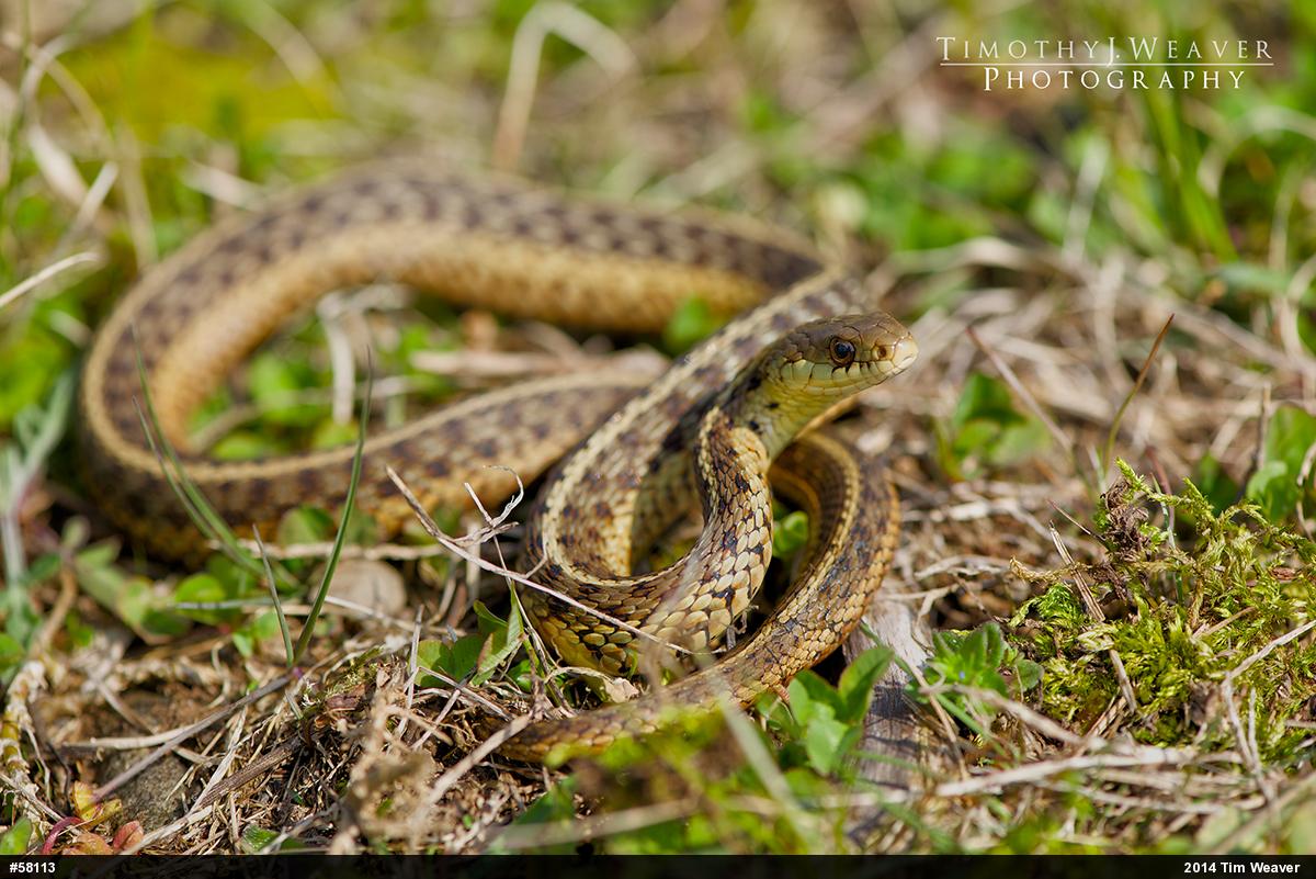 Eastern Gartersnake