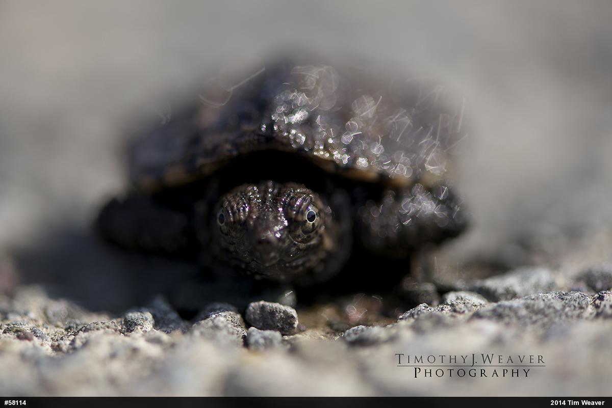 Snapping Turtle
