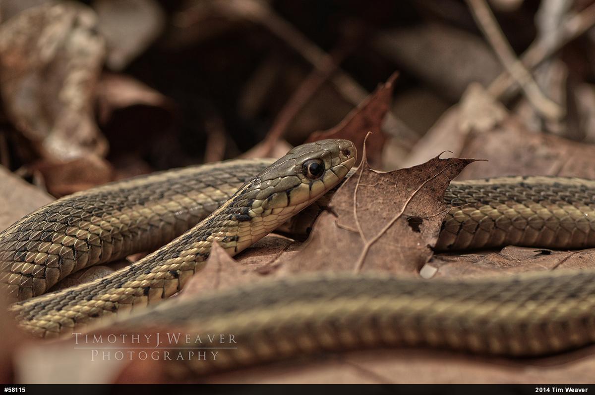 Eastern Gartersnake