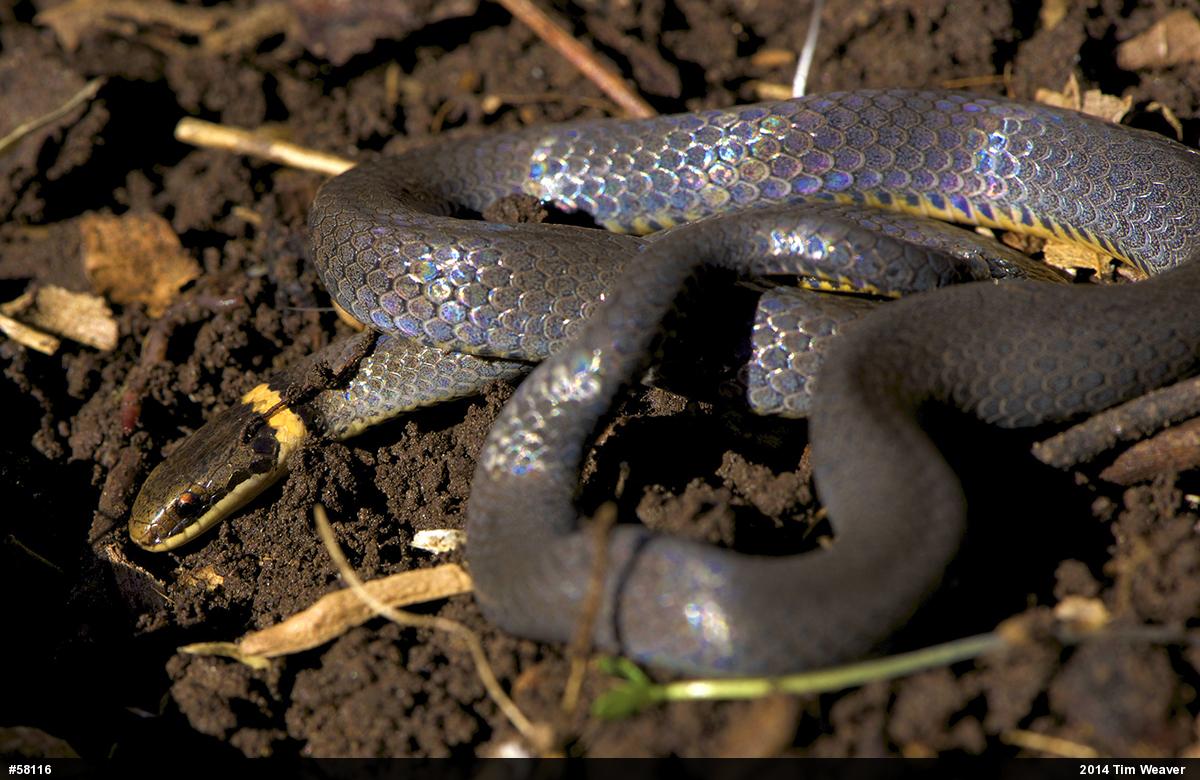 Northern Ring-necked Snake