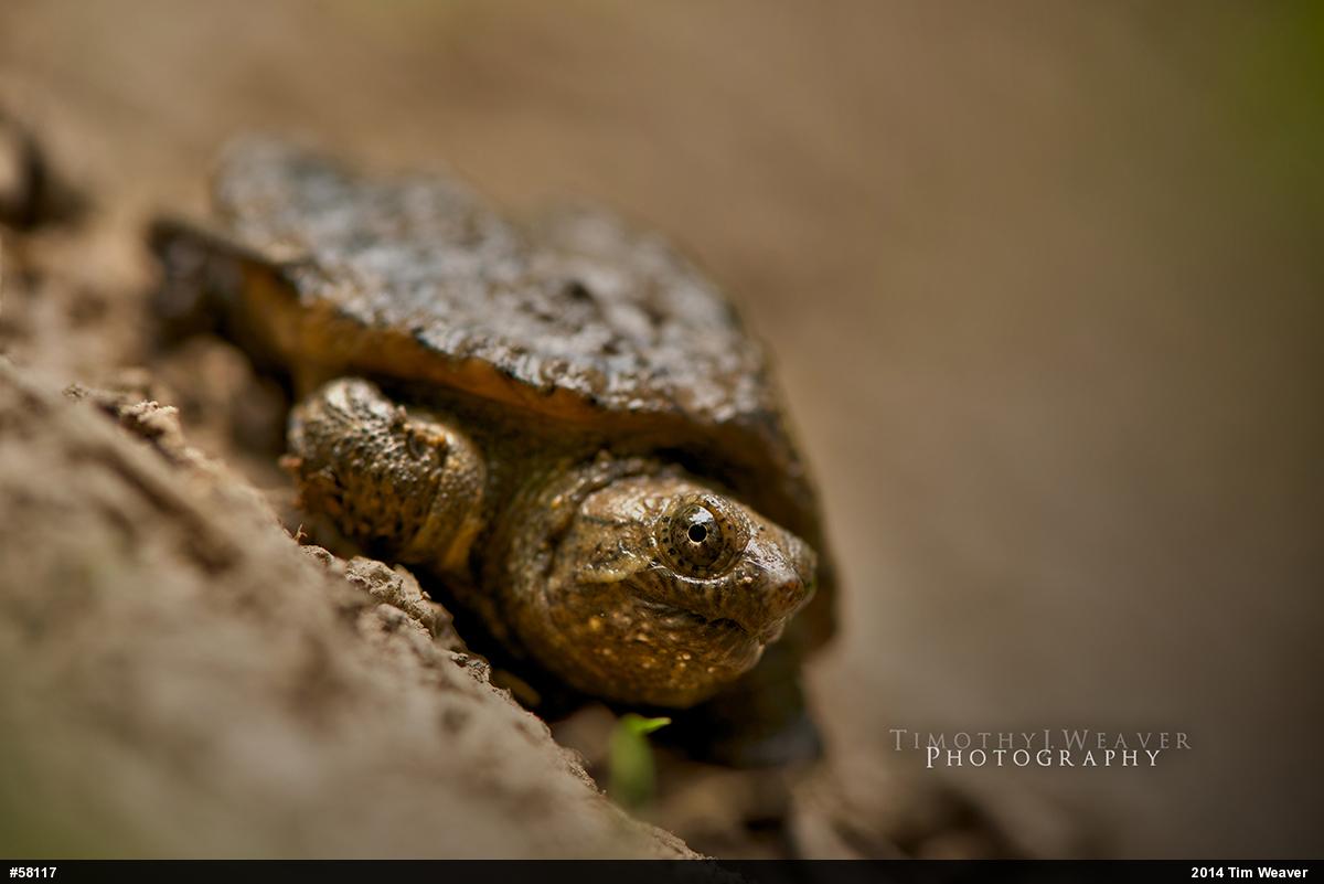 Snapping Turtle