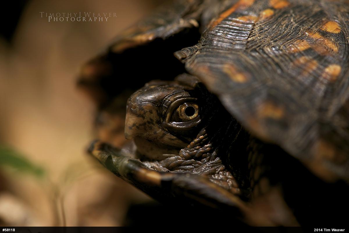 Eastern Box Turtle