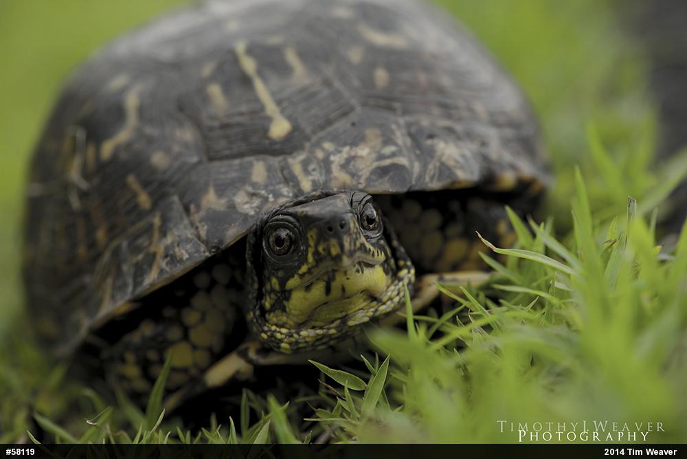 Eastern Box Turtle