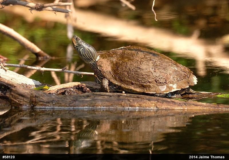 Northern Map Turtle