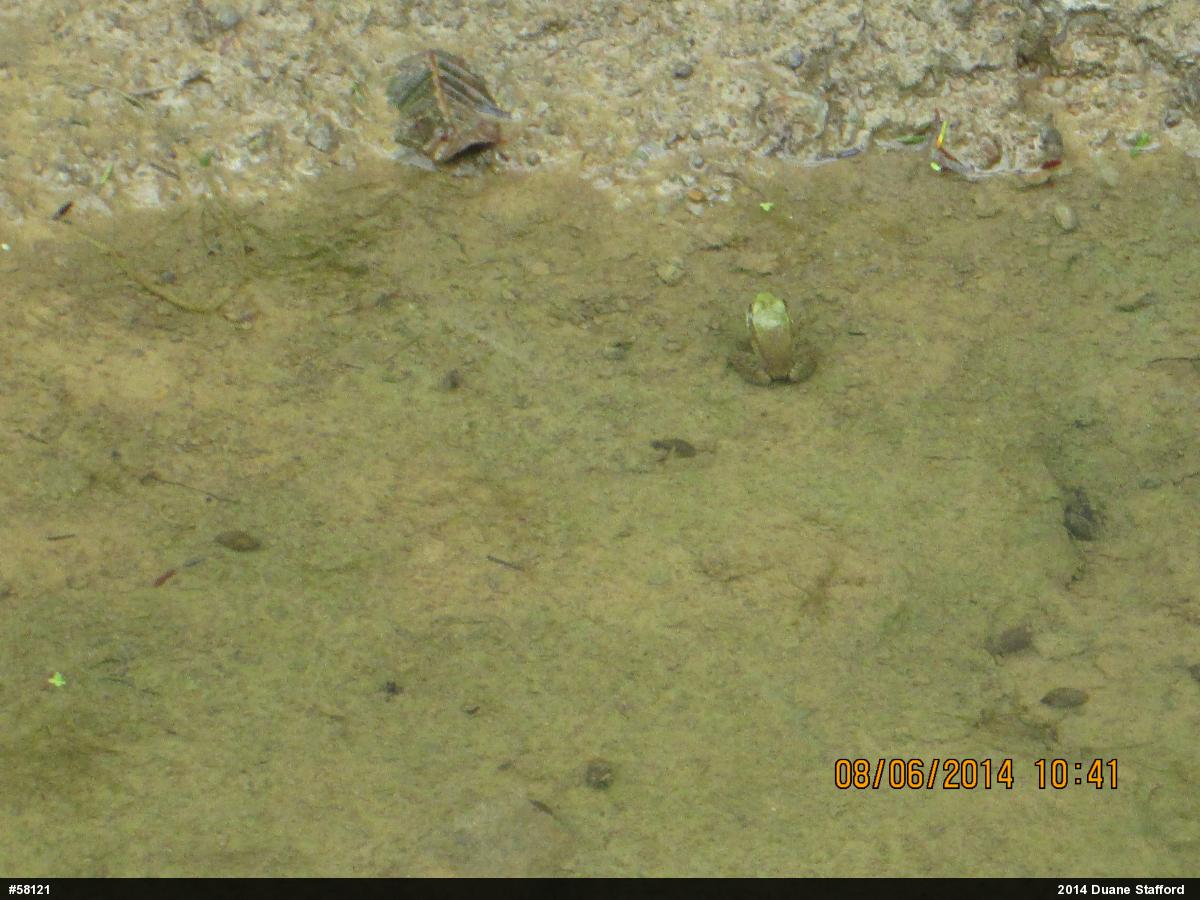 Green Frog