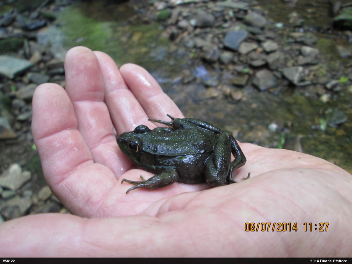 Green Frog