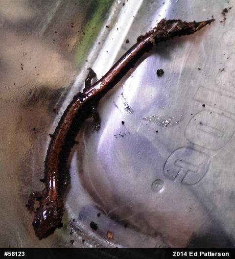 Eastern Red-backed  Salamander