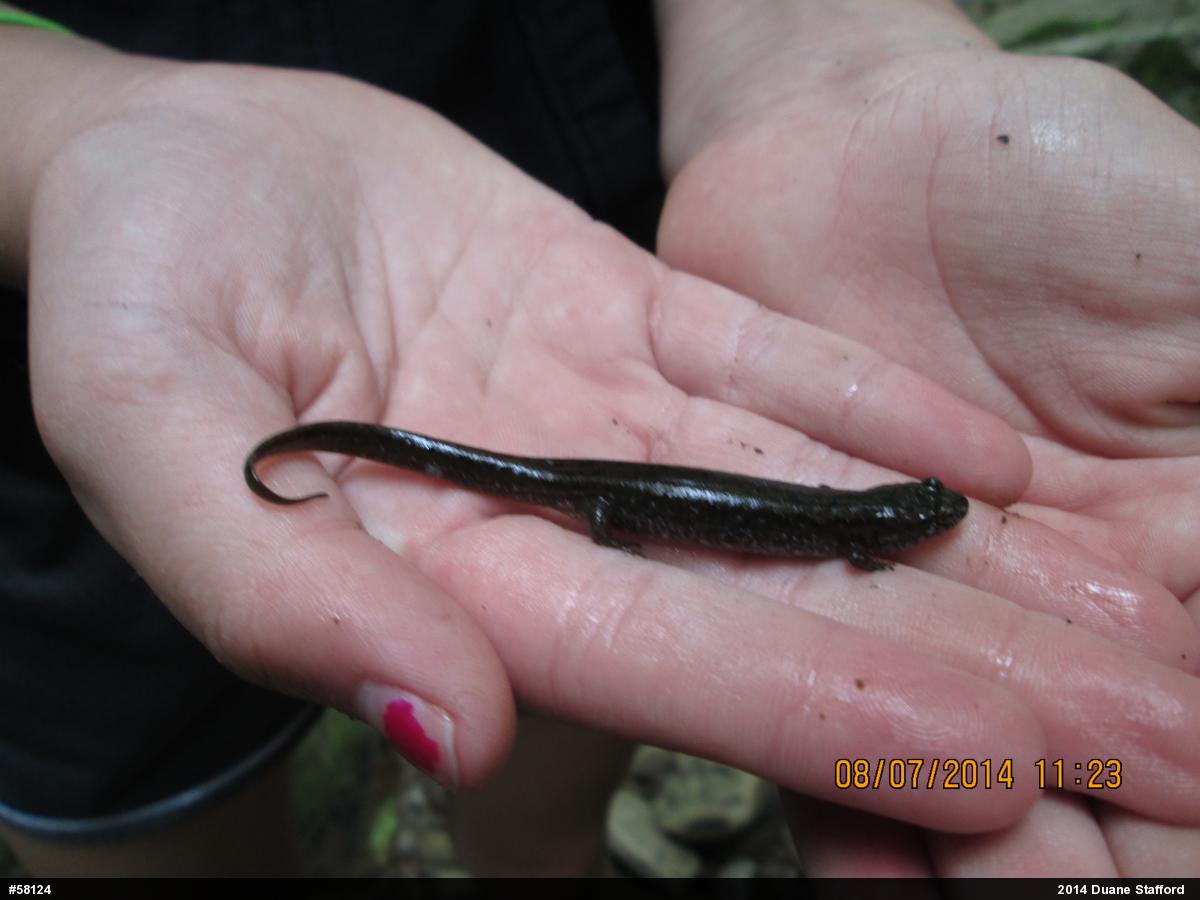 Northern Dusky Salamander