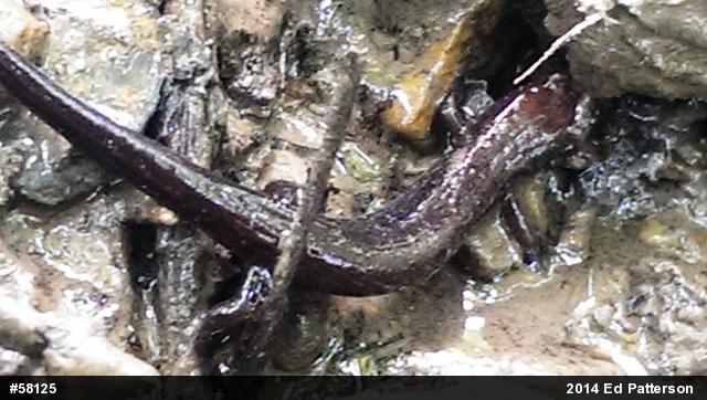 Allegheny Mountain Dusky Salamander