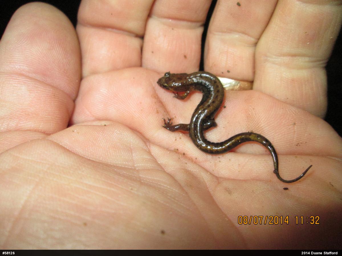 Allegheny Mountain Dusky Salamander