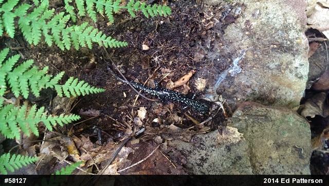 Northern Slimy Salamander