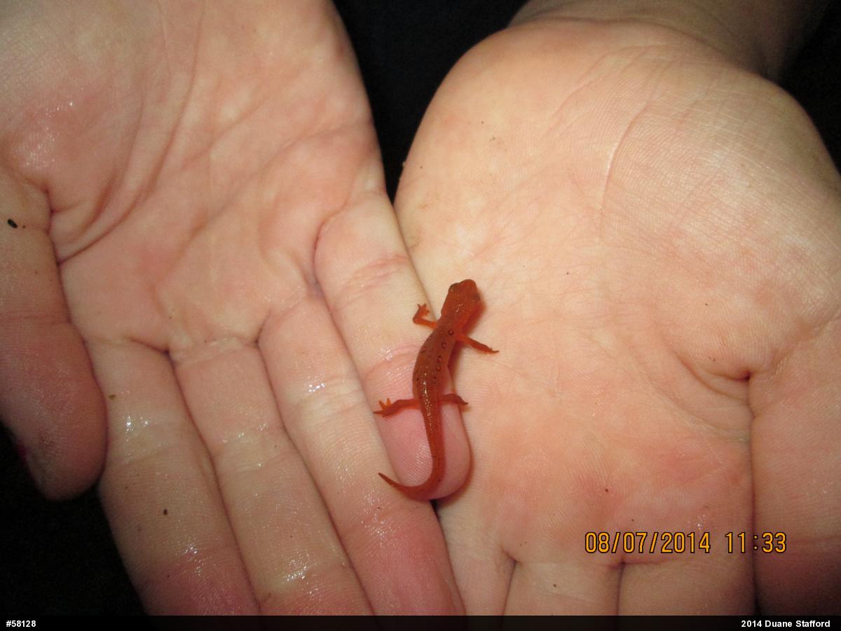 Red-spotted Newt