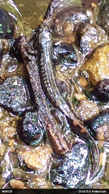 Seal Salamander