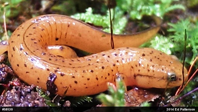 Northern Red Salamander