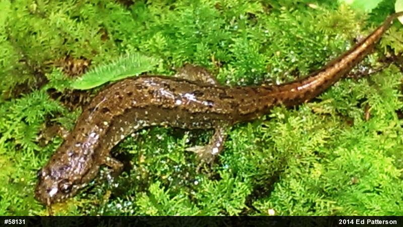 Northern Dusky Salamander