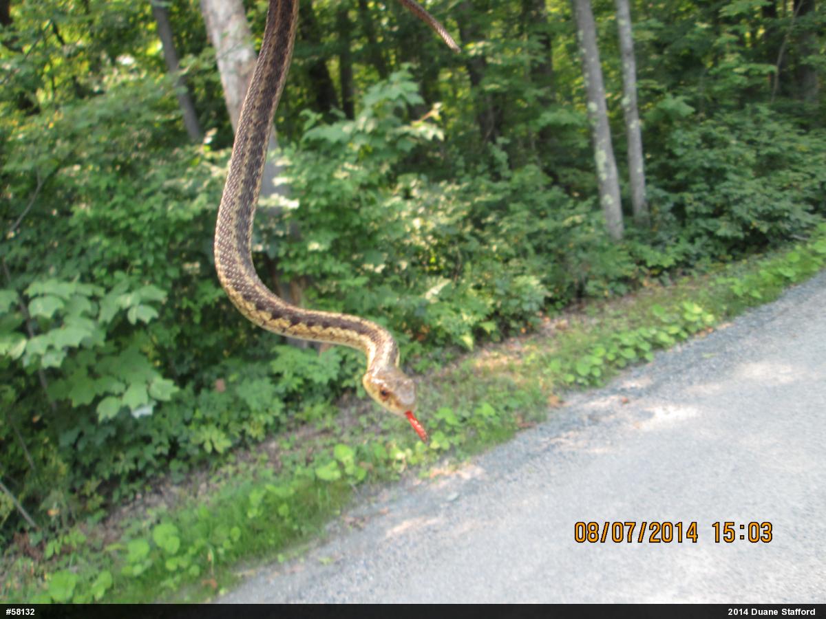 Eastern Gartersnake