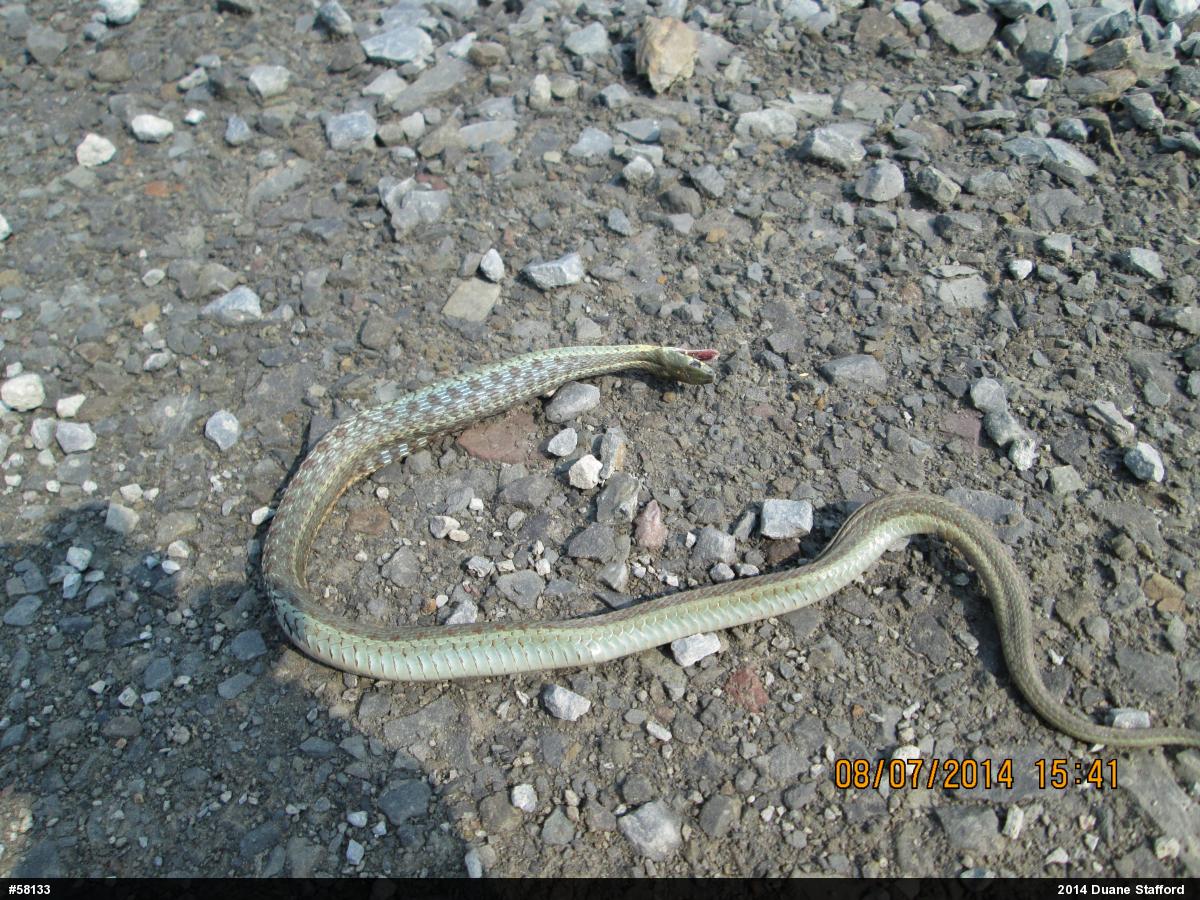 Eastern Gartersnake