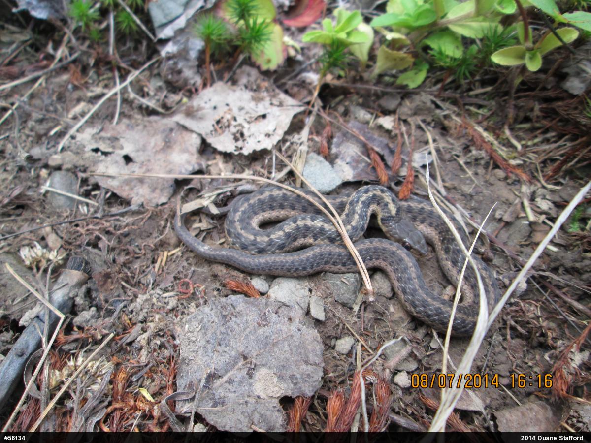 Eastern Gartersnake
