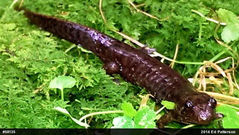 Seal Salamander