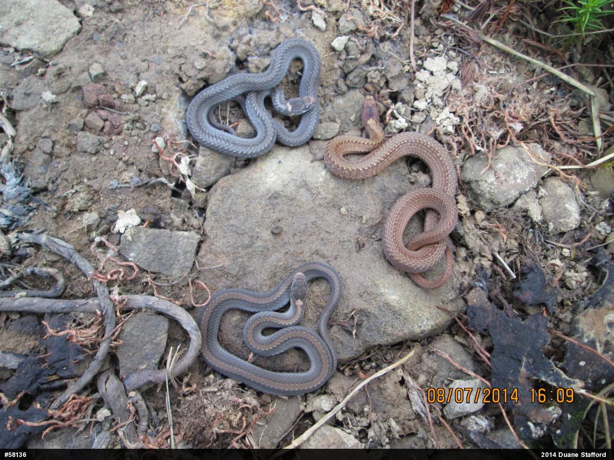 Red-bellied Snake