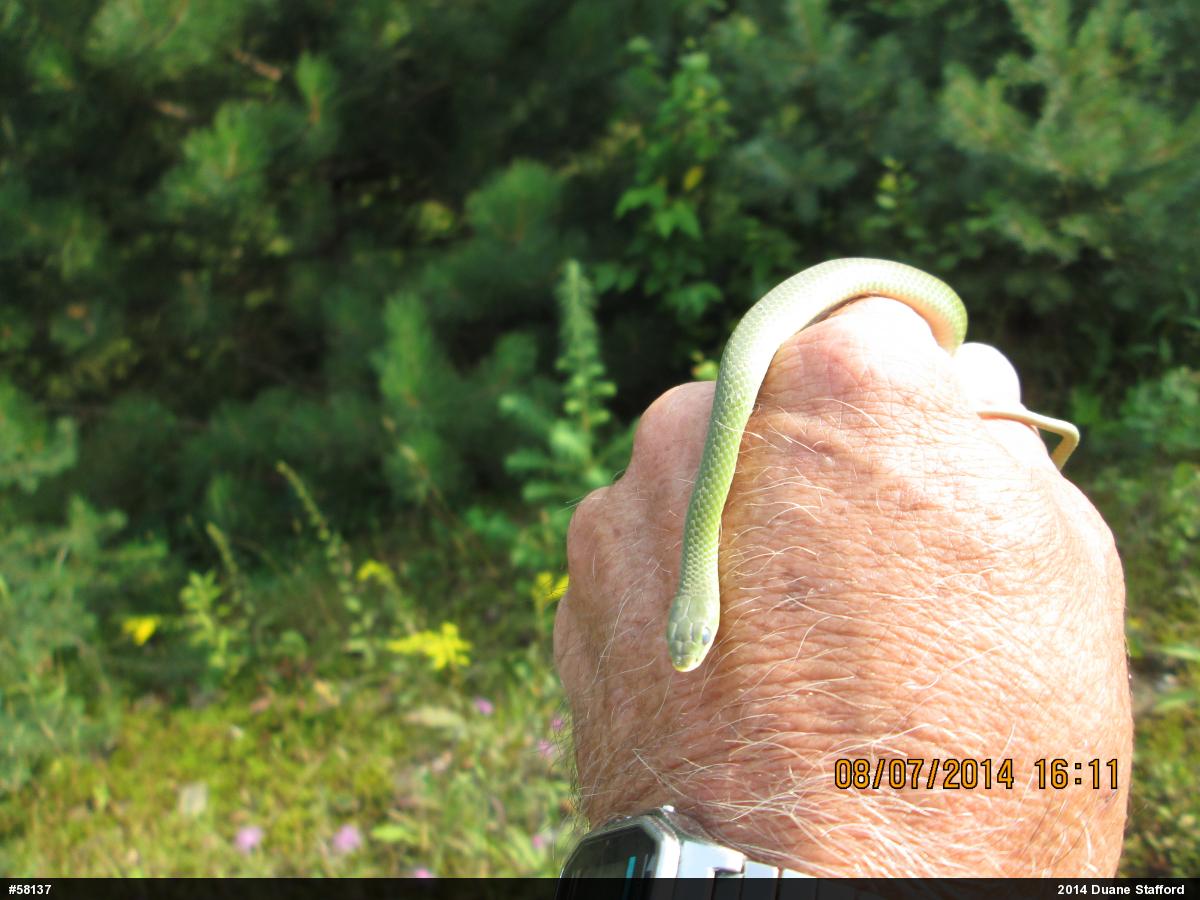 Smooth Greensnake