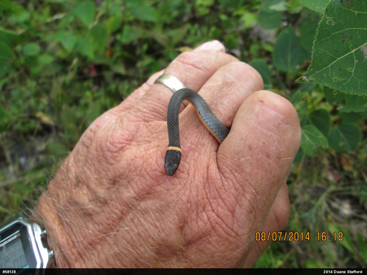 Northern Ring-necked Snake