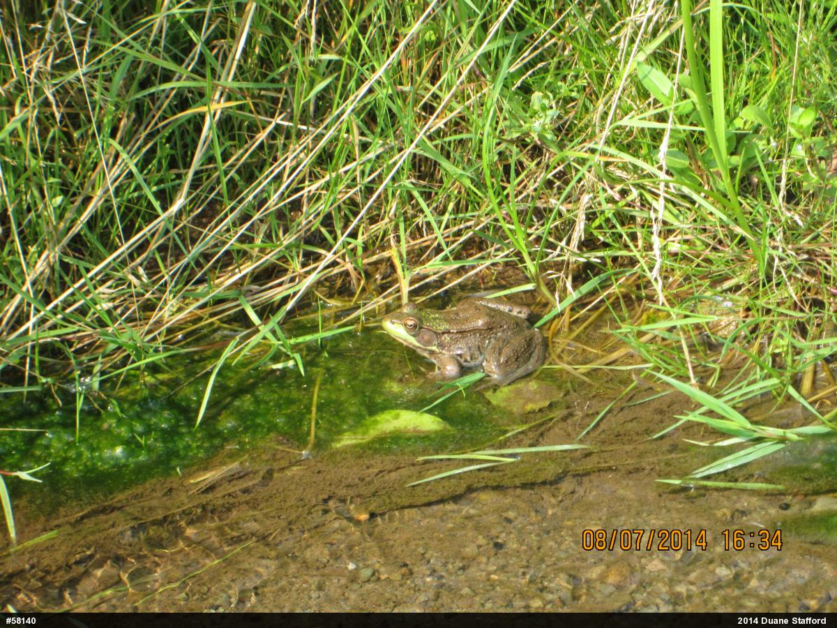 Green Frog