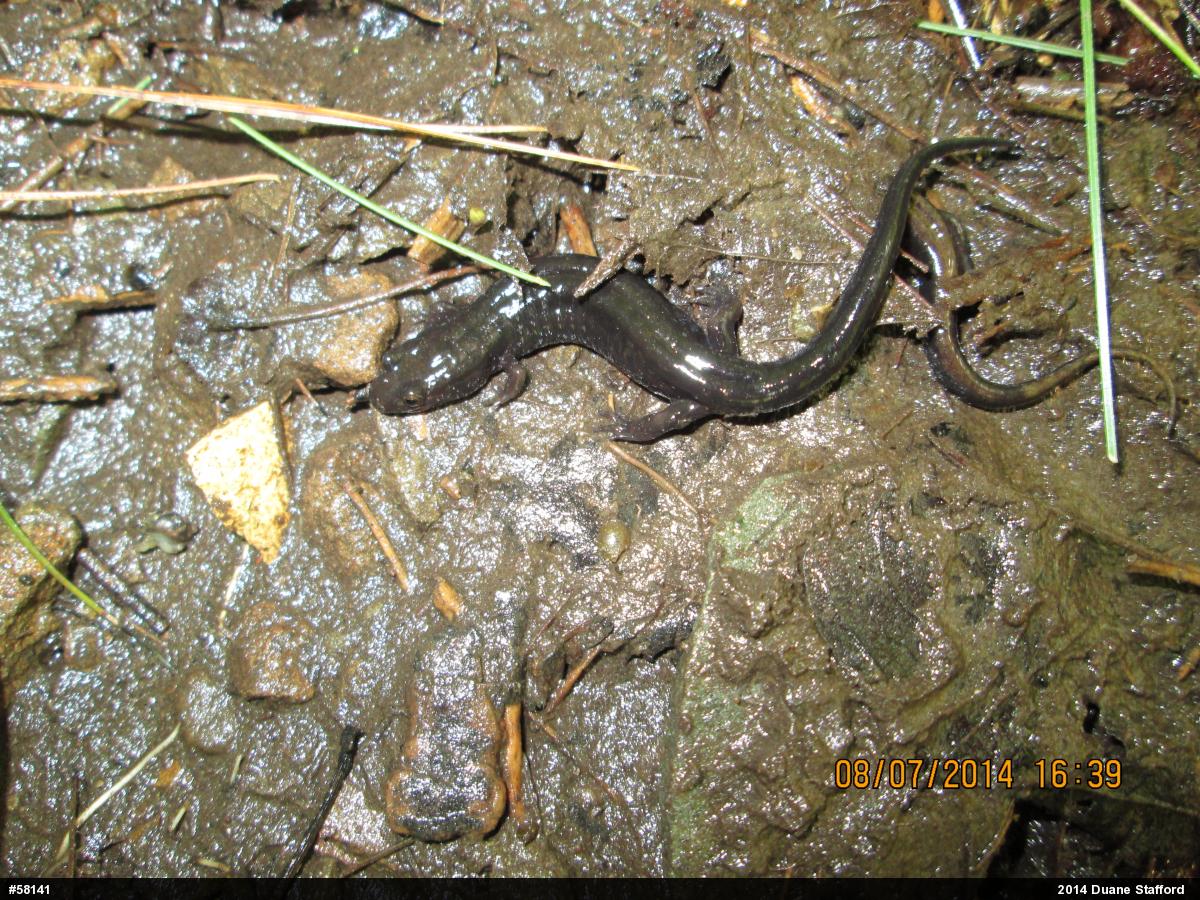 Allegheny Mountain Dusky Salamander