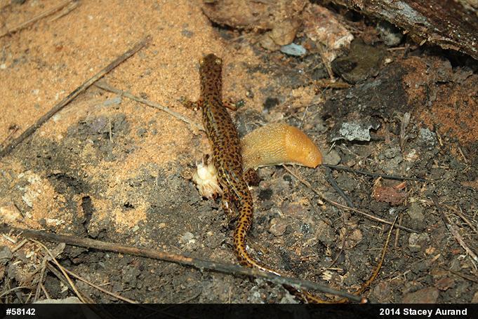 Eastern Long-tailed Salamander