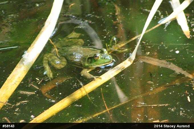 American Bullfrog