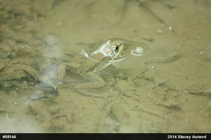 Green Frog