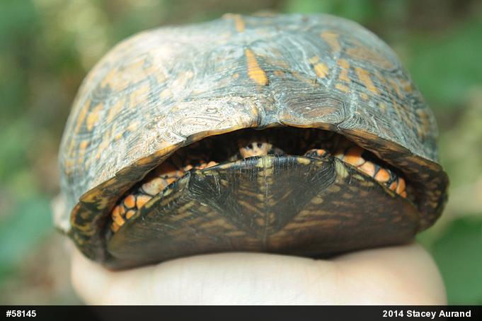 Eastern Box Turtle