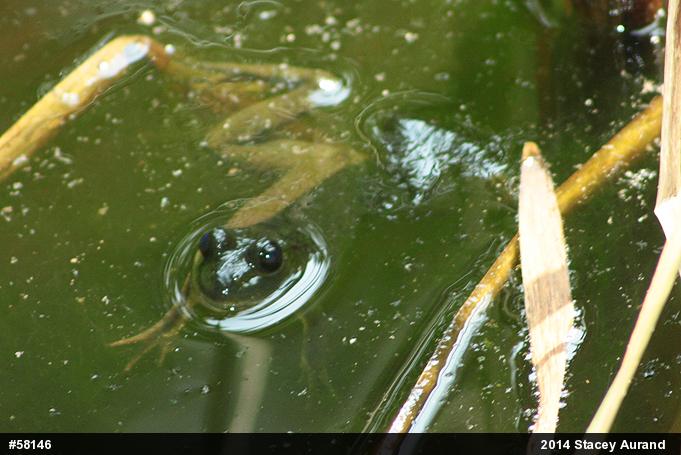American Bullfrog