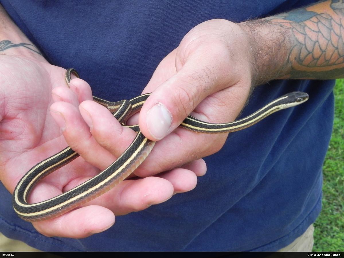 Eastern Ribbonsnake