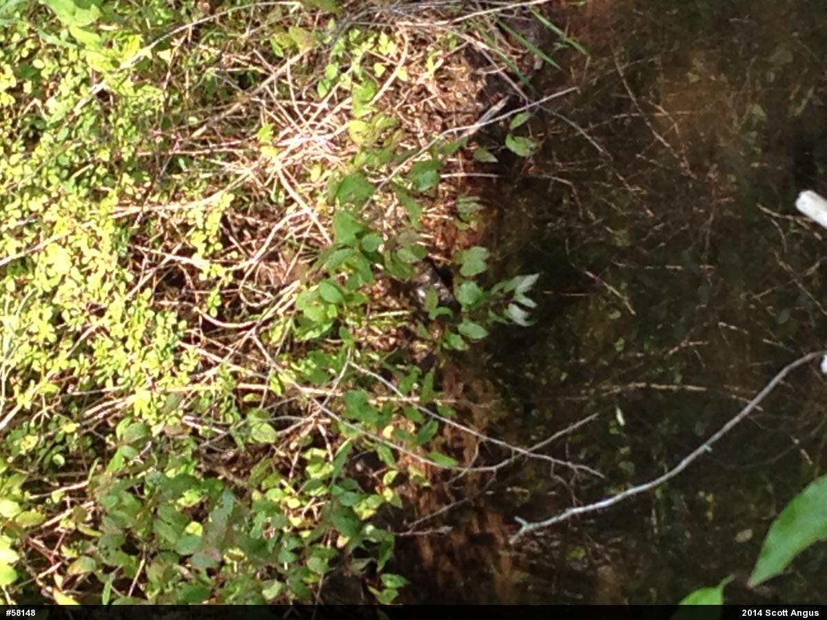 Wood Turtle