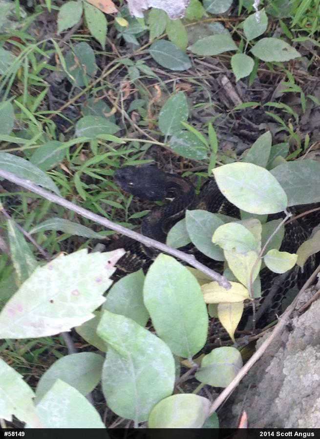 Timber Rattlesnake