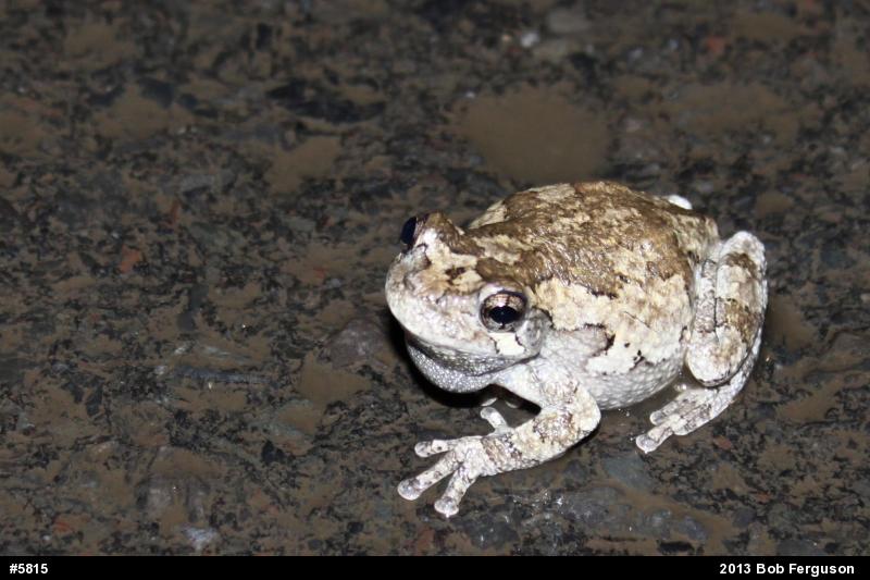 Gray Treefrog