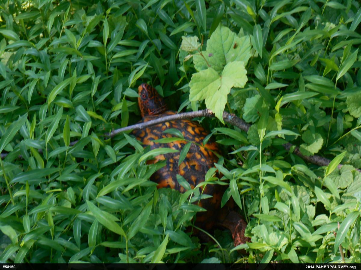 Eastern Box Turtle